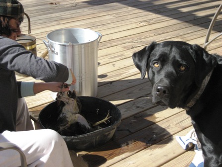 Science Fraud & Fantasy (part&nbsp;5)