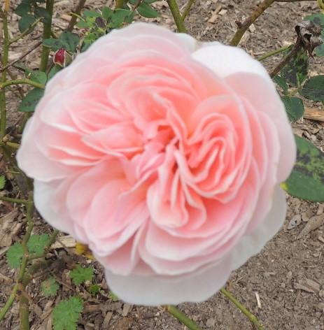 The Case Against&nbsp;Love