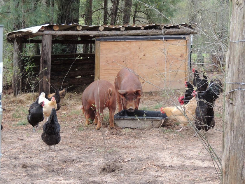 pigsnchickens