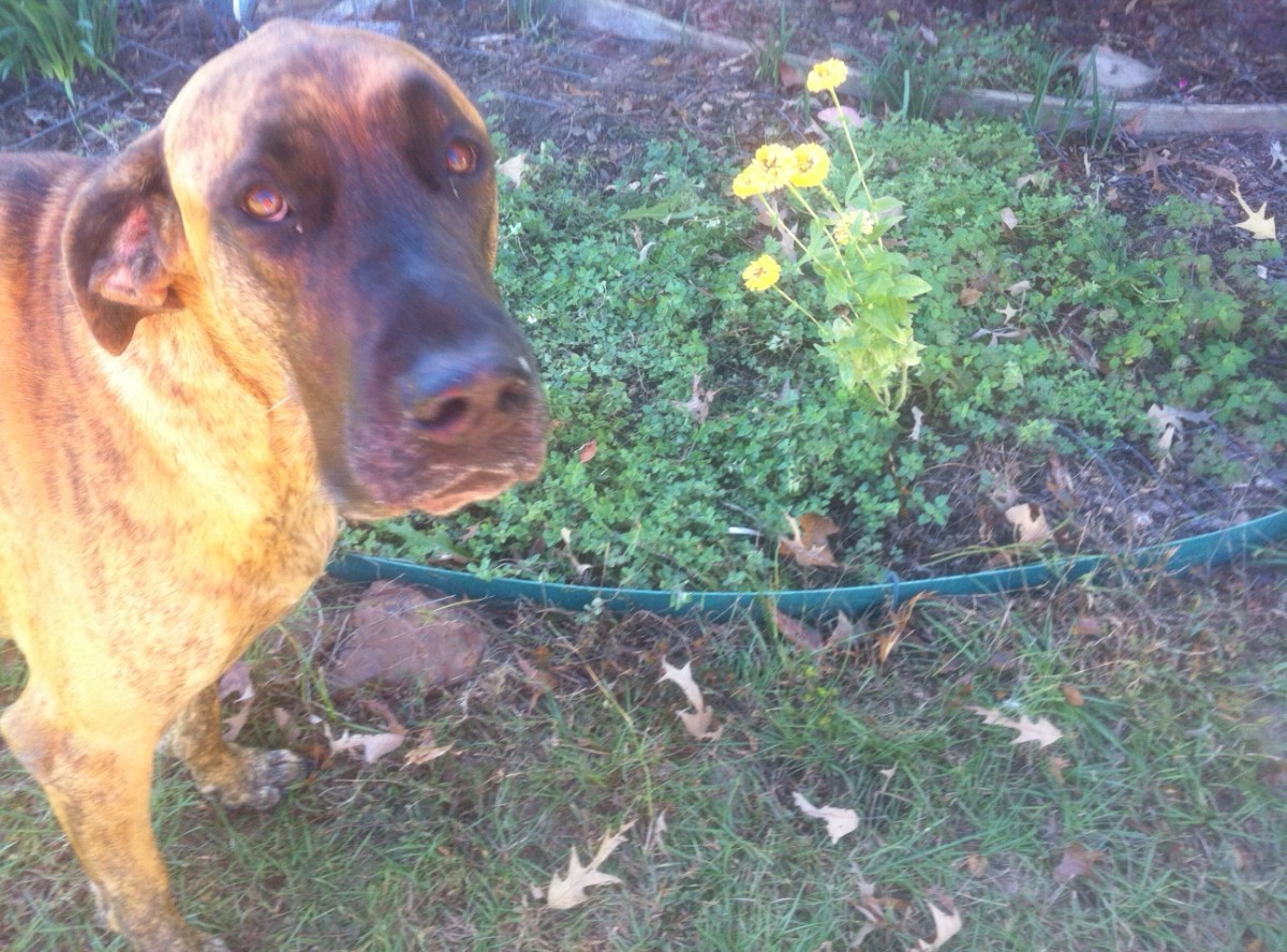 More Foraged Favorites