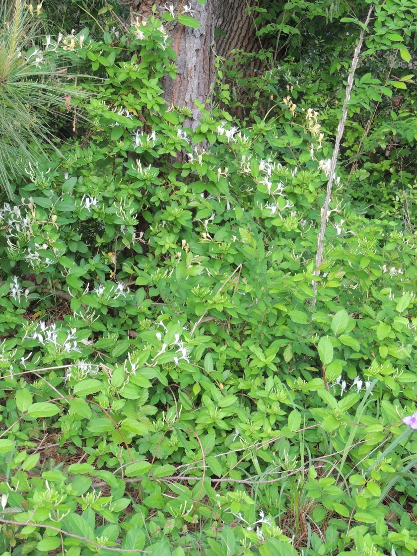 honeysuckle1