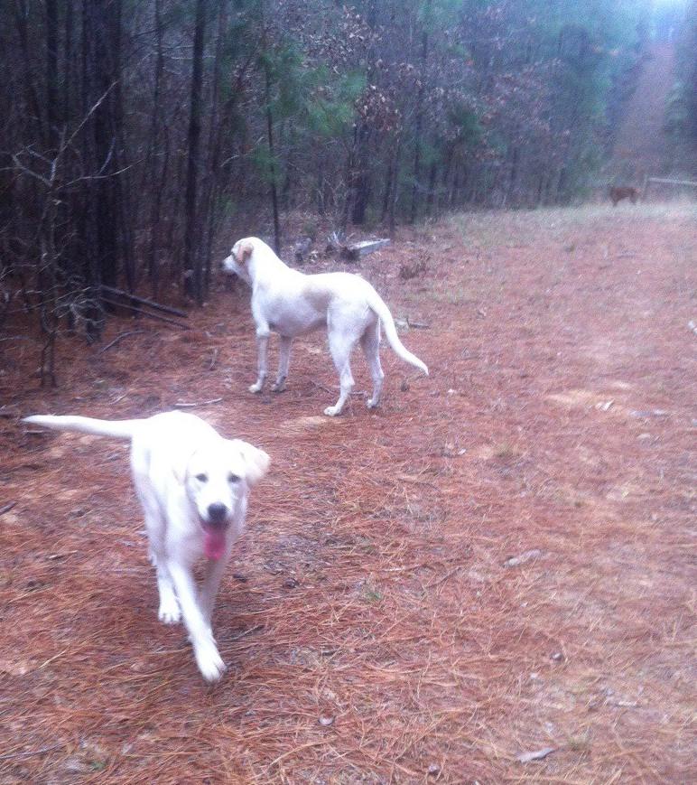 Take the Cat Fight&nbsp;Challenge