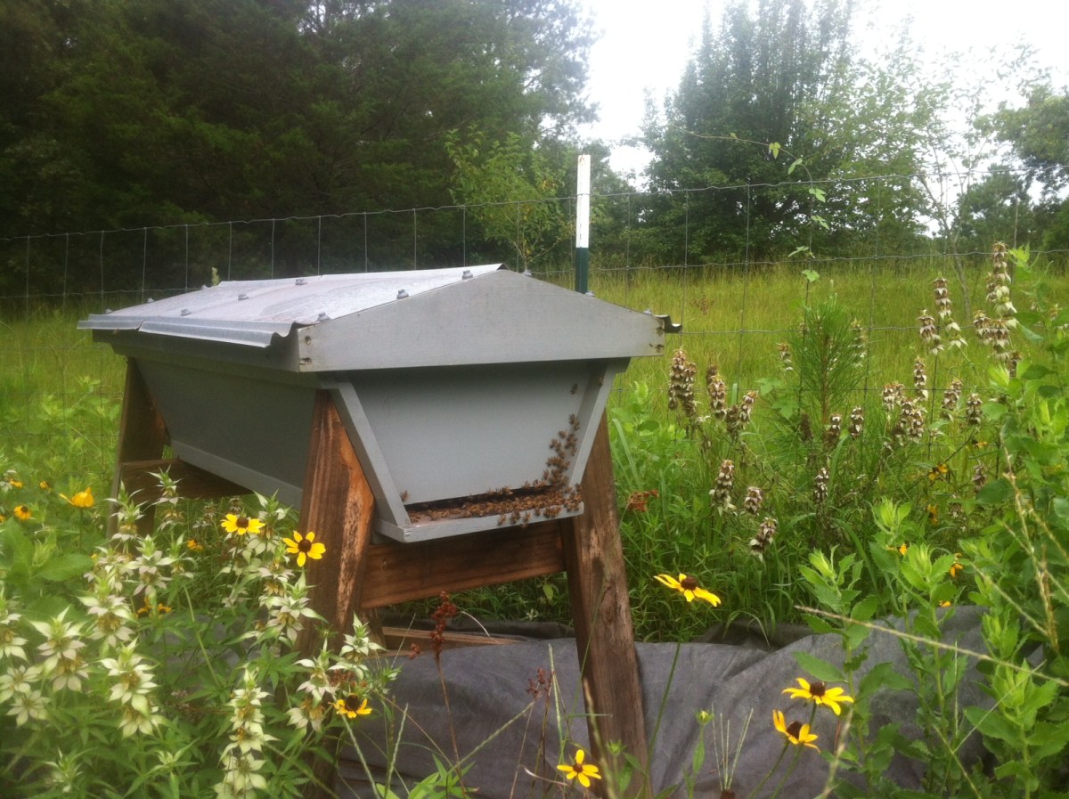 For the LOVE of&nbsp;BEES