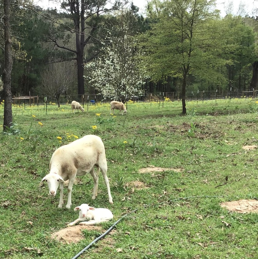 FD414522-B08E-4E6A-91D0-6E8B25A32C3E