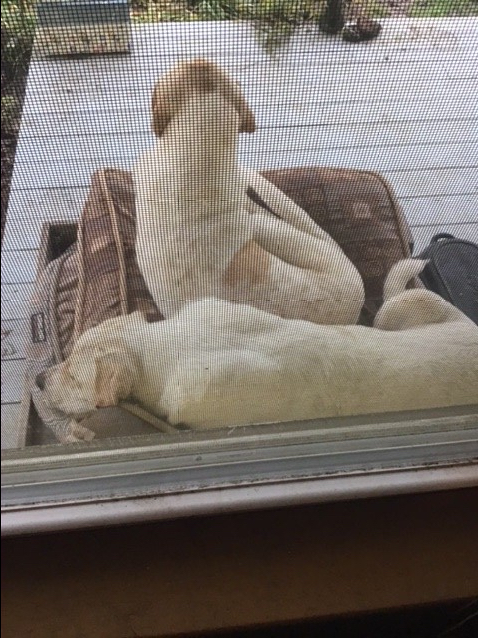 2E8DE558-022D-434E-98A5-4C3113536F35