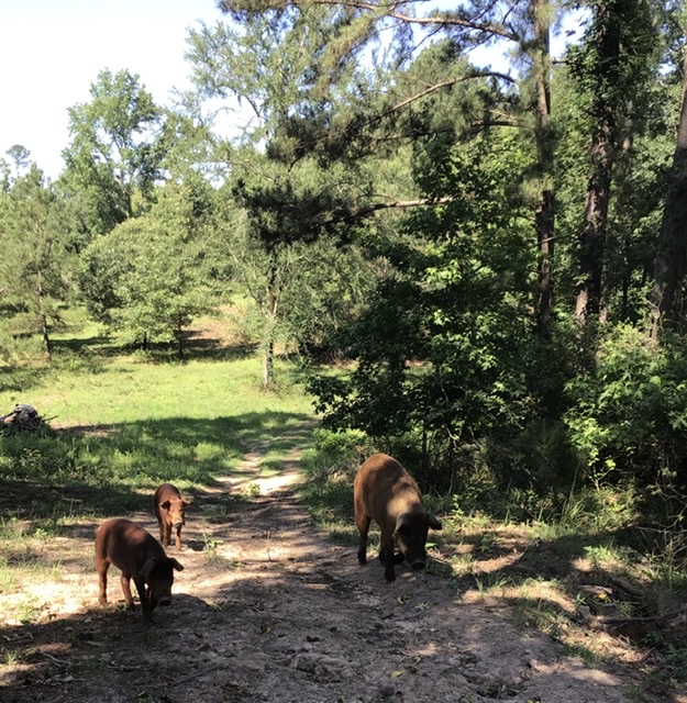 16DCDD5B-0563-4859-874D-308A07340904