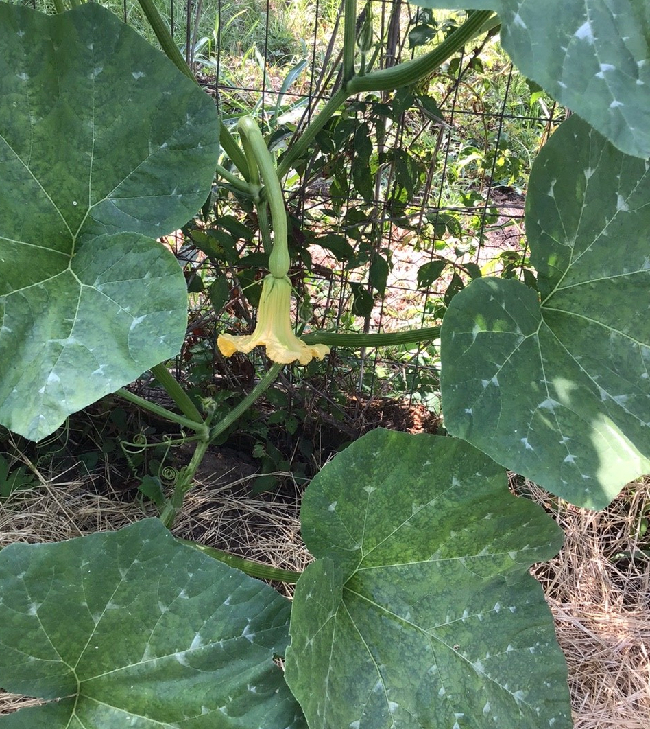 Trombetta squash flower