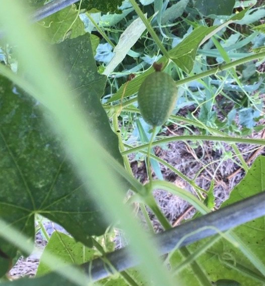 Mexican sour gherkin