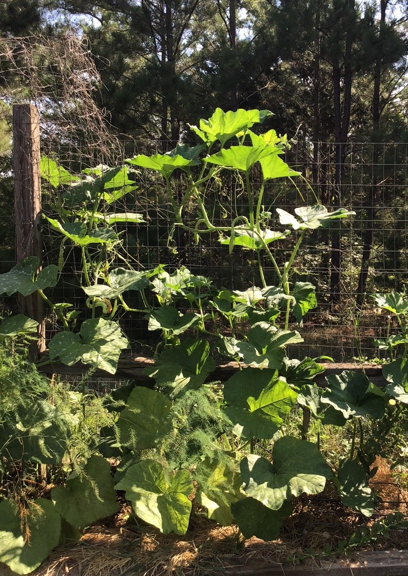 Trombetta squash vine