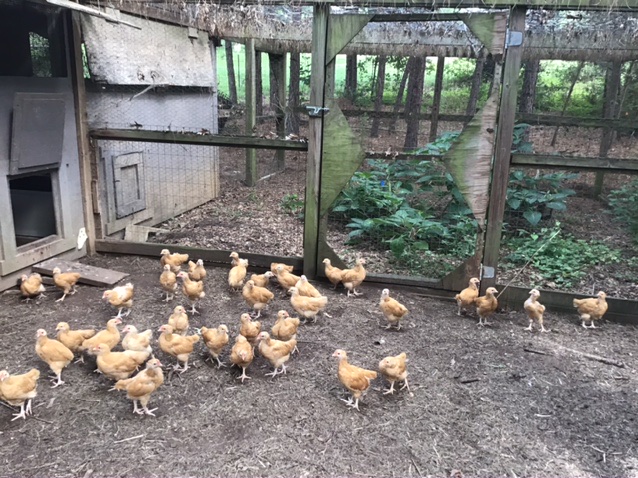 86E390C6-8DCF-4AFA-B69E-009CB398E380