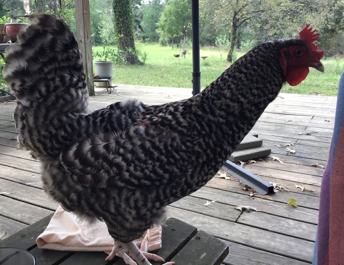 Homestead Happy Snaps