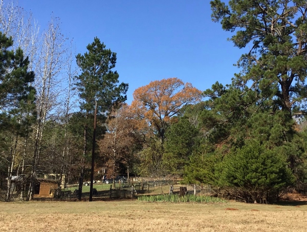 Homestead Happenings ‘Winter’