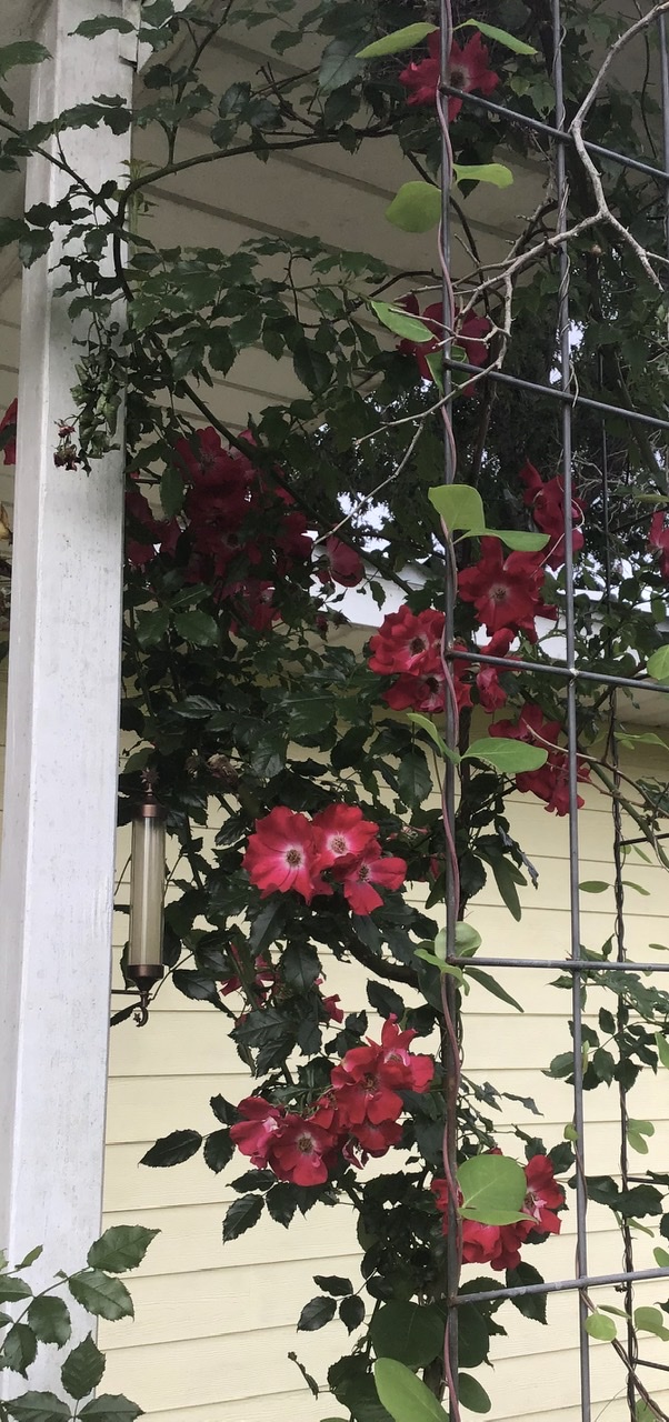 Resistance Blooming Like&nbsp;Roses