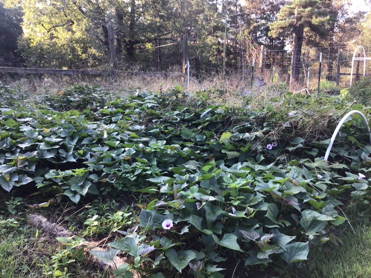Brief Plant Profile: Sweet&nbsp;Potato