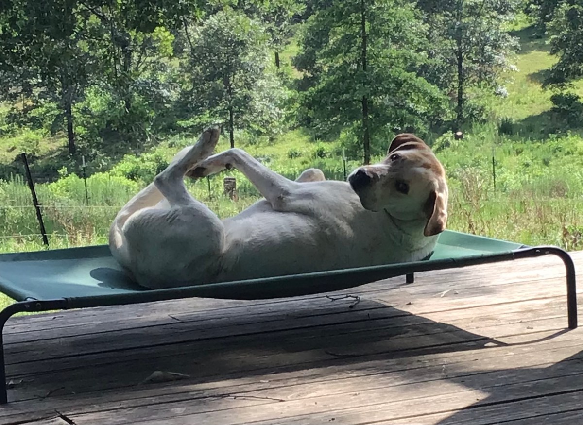 Homestead Happy Snaps