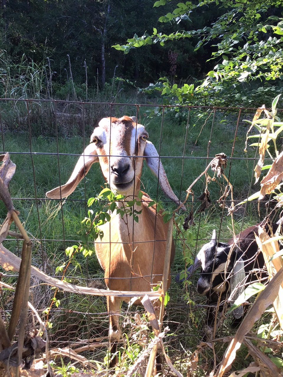 Fun With Goats