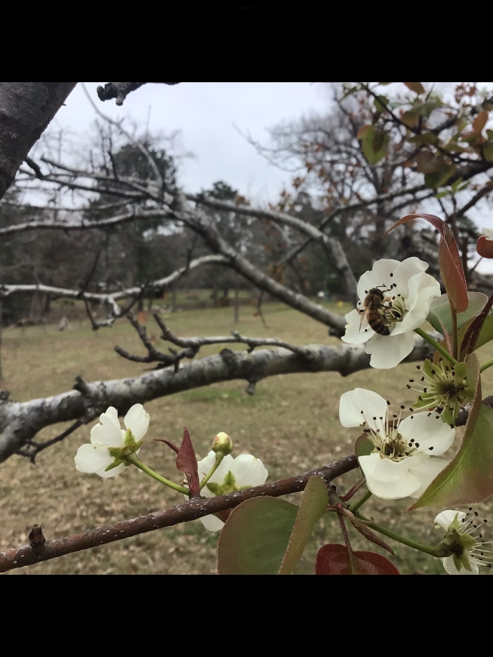 Homestead Happenings