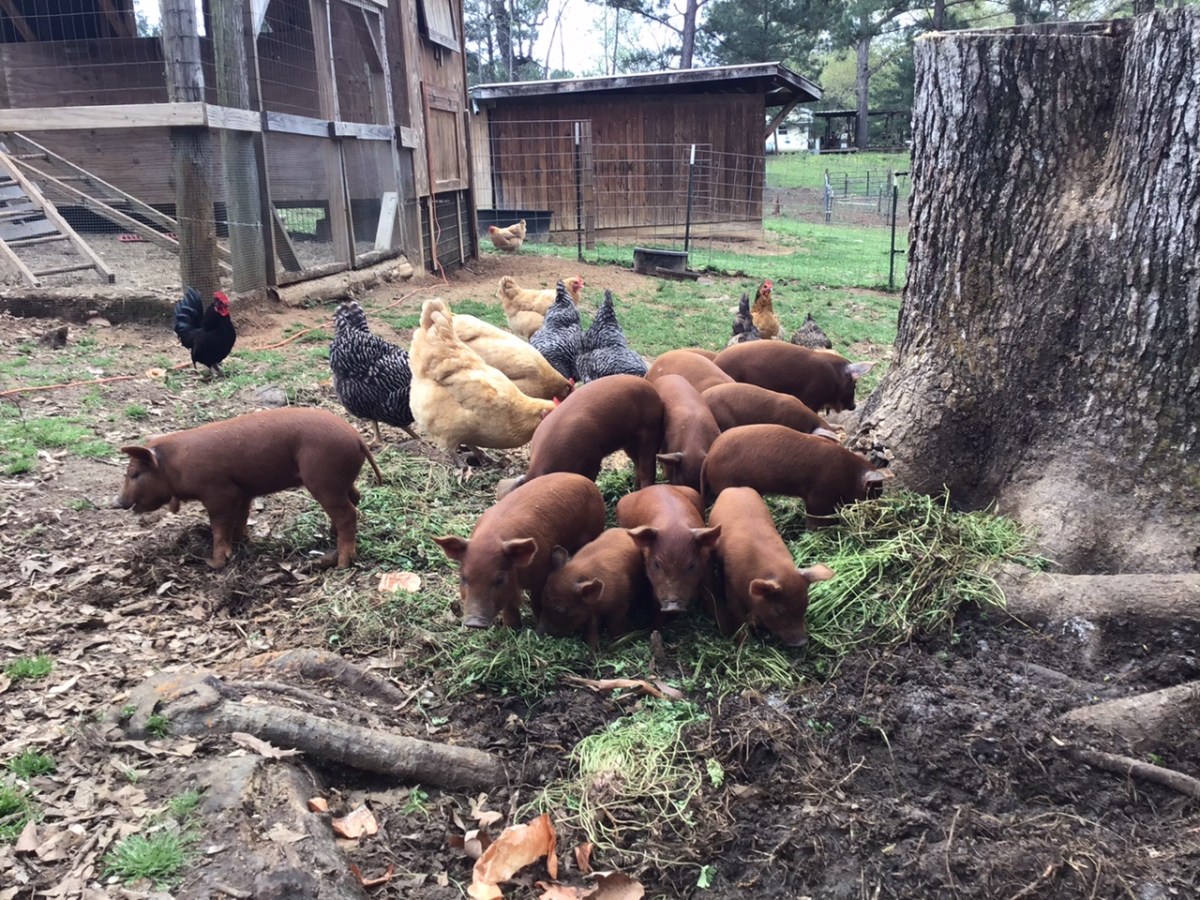 Homestead Happenings