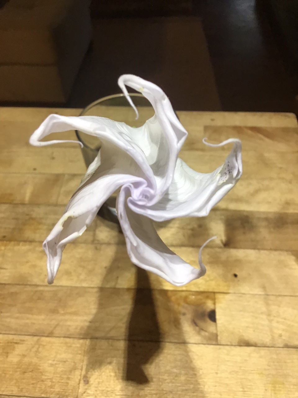 Homestead Happenings