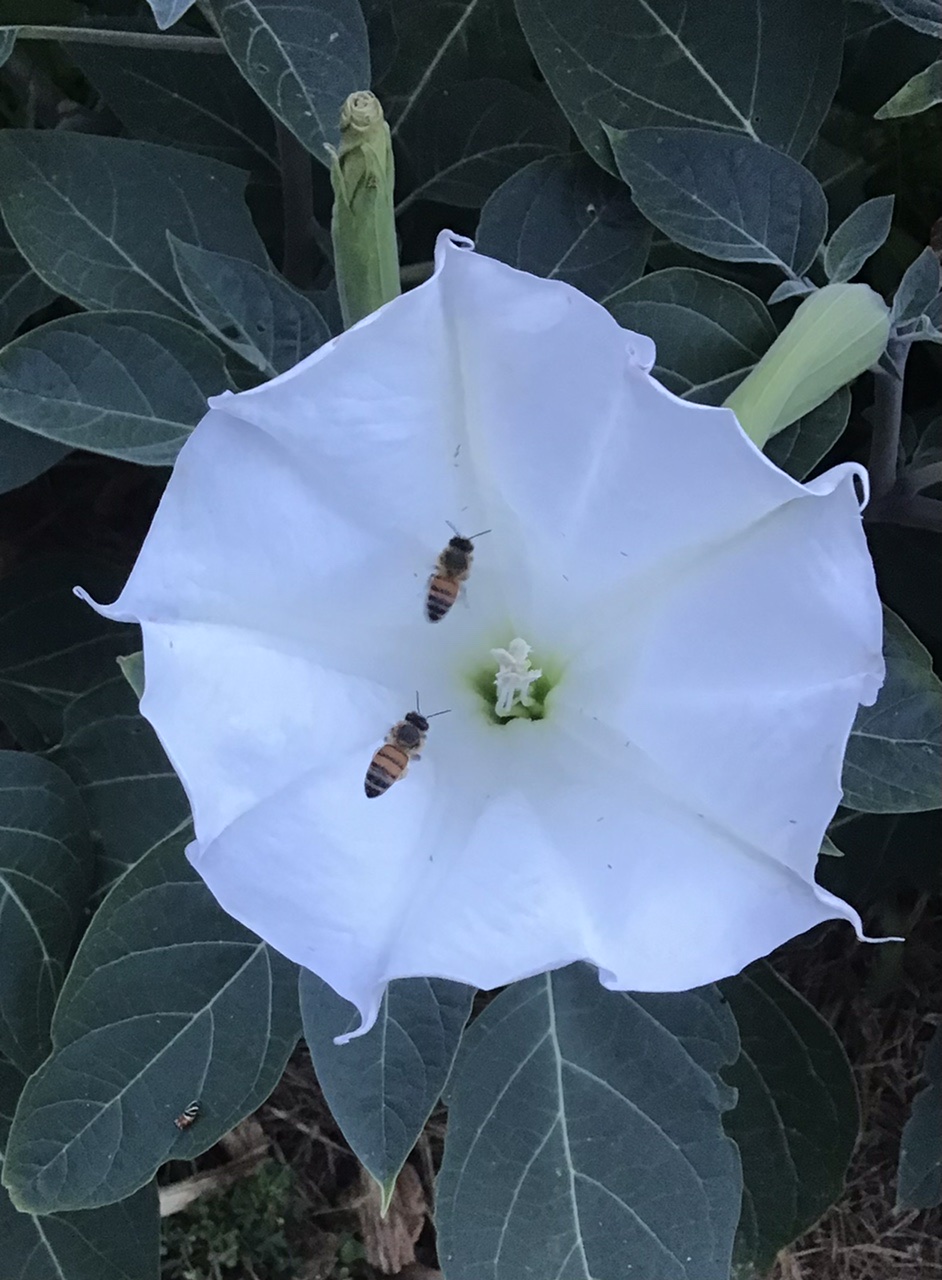 Herbal Explorations: Datura