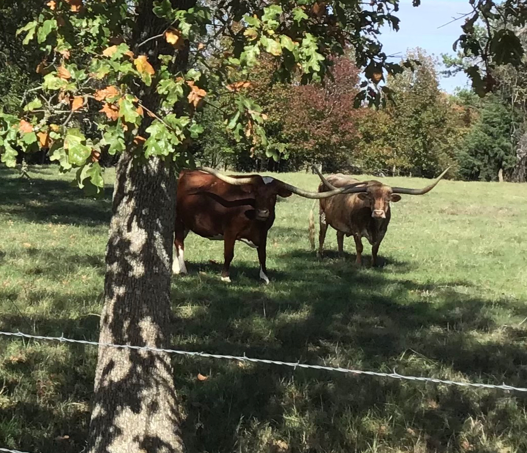 Homestead Happenings