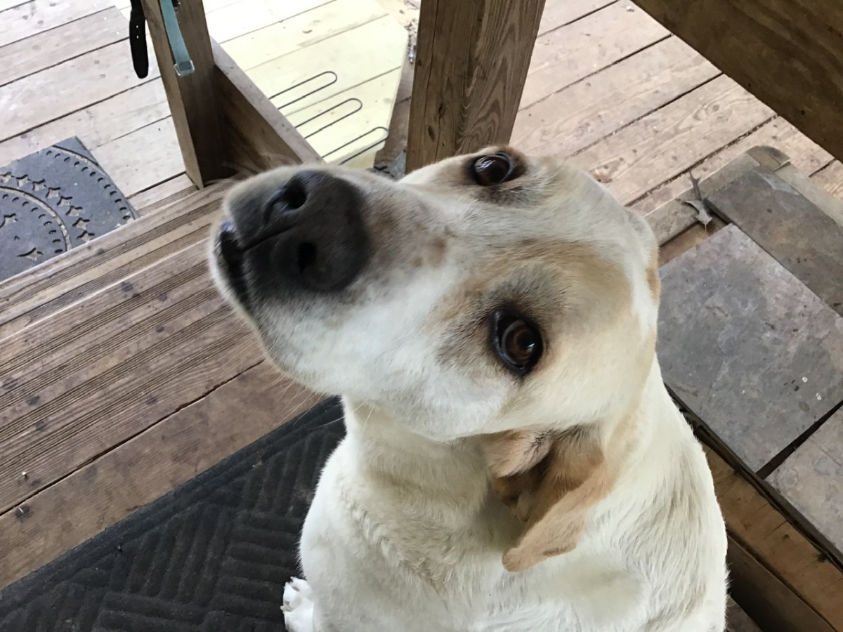 Homestead Happenings