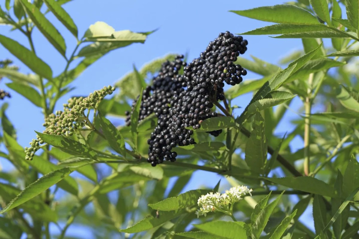 Herbal Explorations: Elderberry