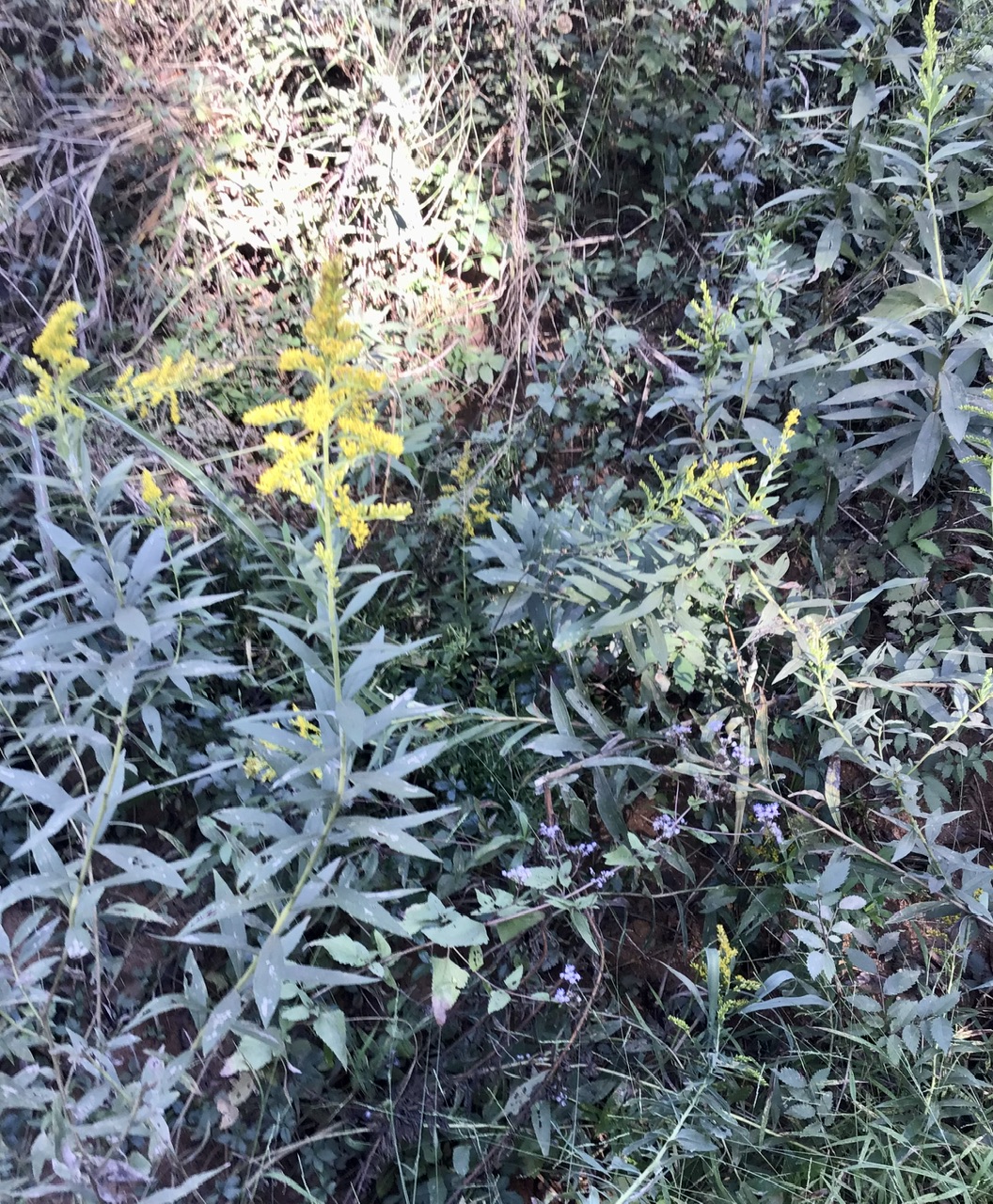 Goldenrod