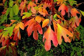 Sassafras Tree